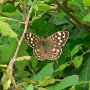 speckled wood